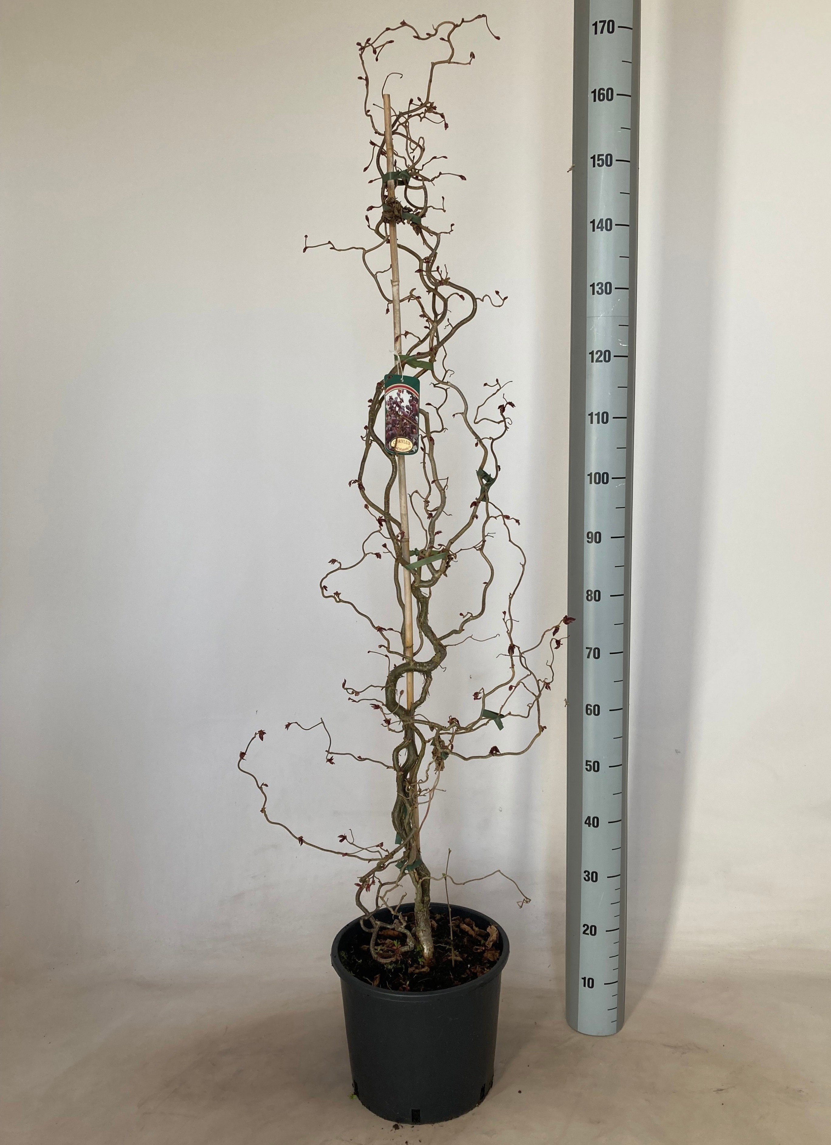 Горшечные цветы и растения оптом Corylus Red Majestic от 1шт из Голландии с доставкой по России