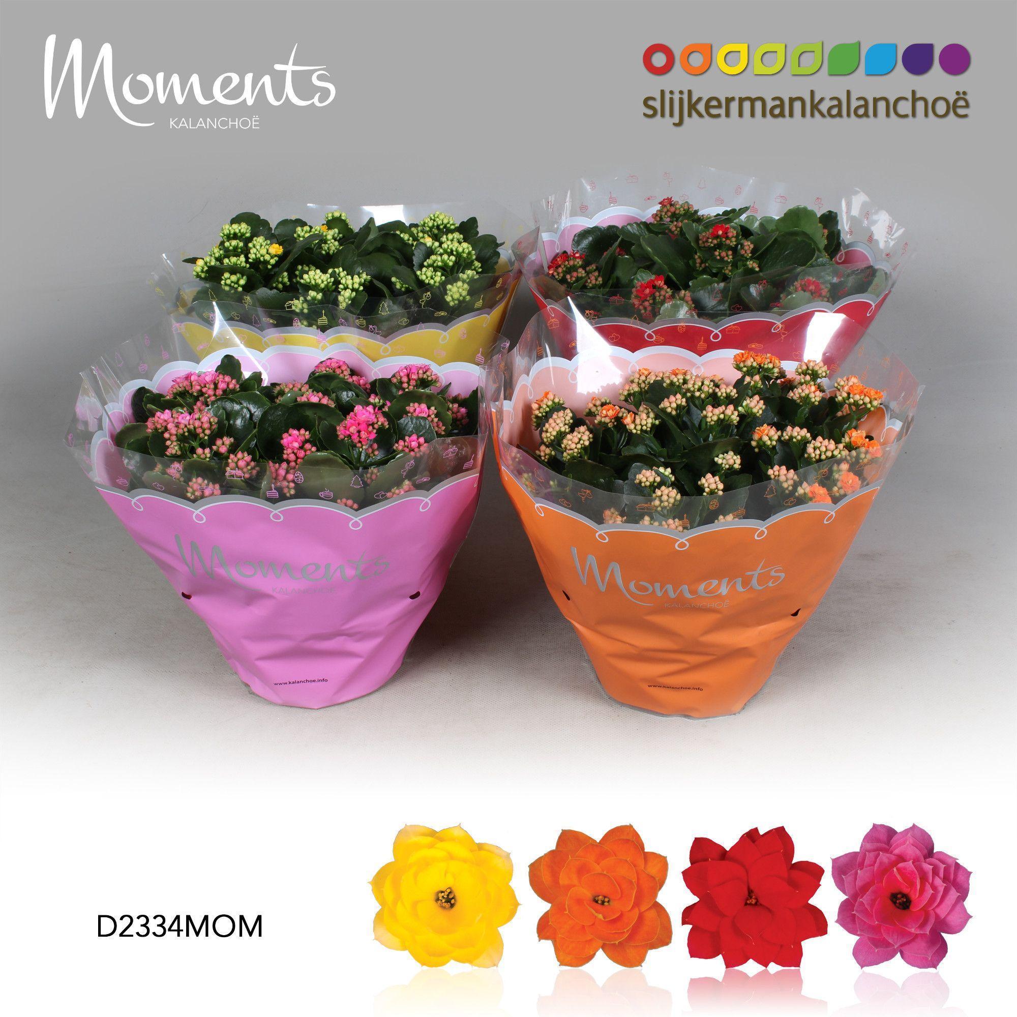 Горшечные цветы и растения оптом Kalanchoe Double Mix от 14шт из Голландии с доставкой по России