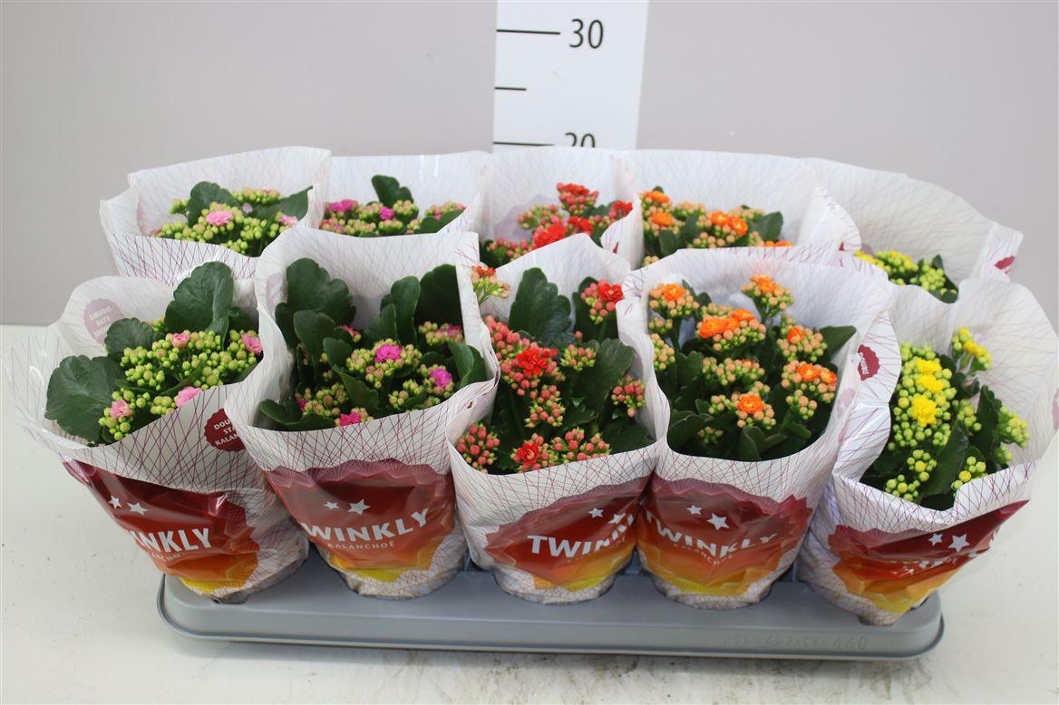 Горшечные цветы и растения оптом Kalanchoe Calandiva Mix от 10шт из Голландии с доставкой по России