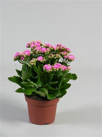 Горшечные цветы и растения оптом Kal Ge Nando Pink от 10шт из Голландии с доставкой по России