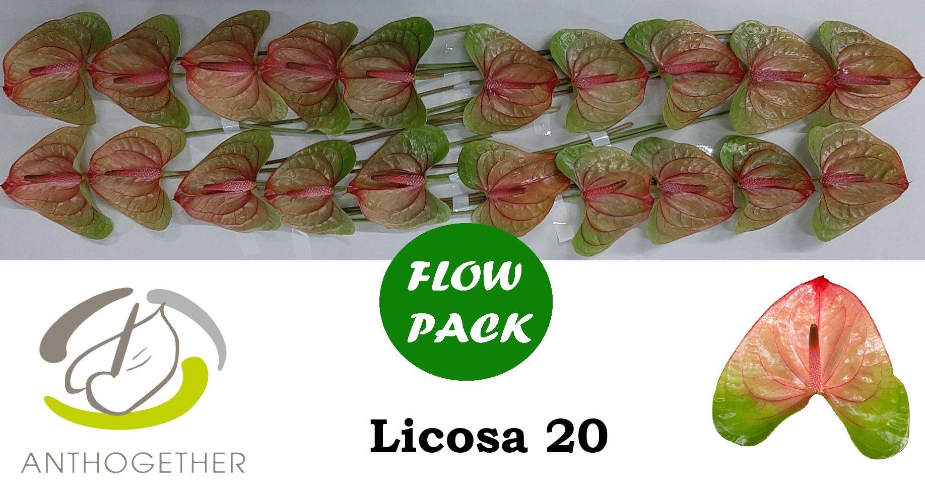 Срезанные цветы оптом Anthurium licosa 312 от 20шт из Голландии с доставкой по России