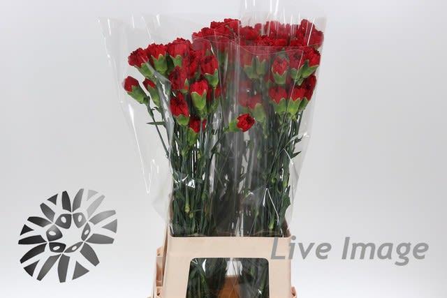 Срезанные цветы оптом Dianthus st red от 80шт из Голландии с доставкой по России