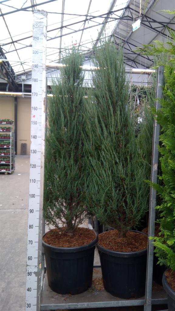 Горшечные цветы и растения оптом Juniperus Scopulorum blue Arrow от 1шт из Голландии с доставкой по России