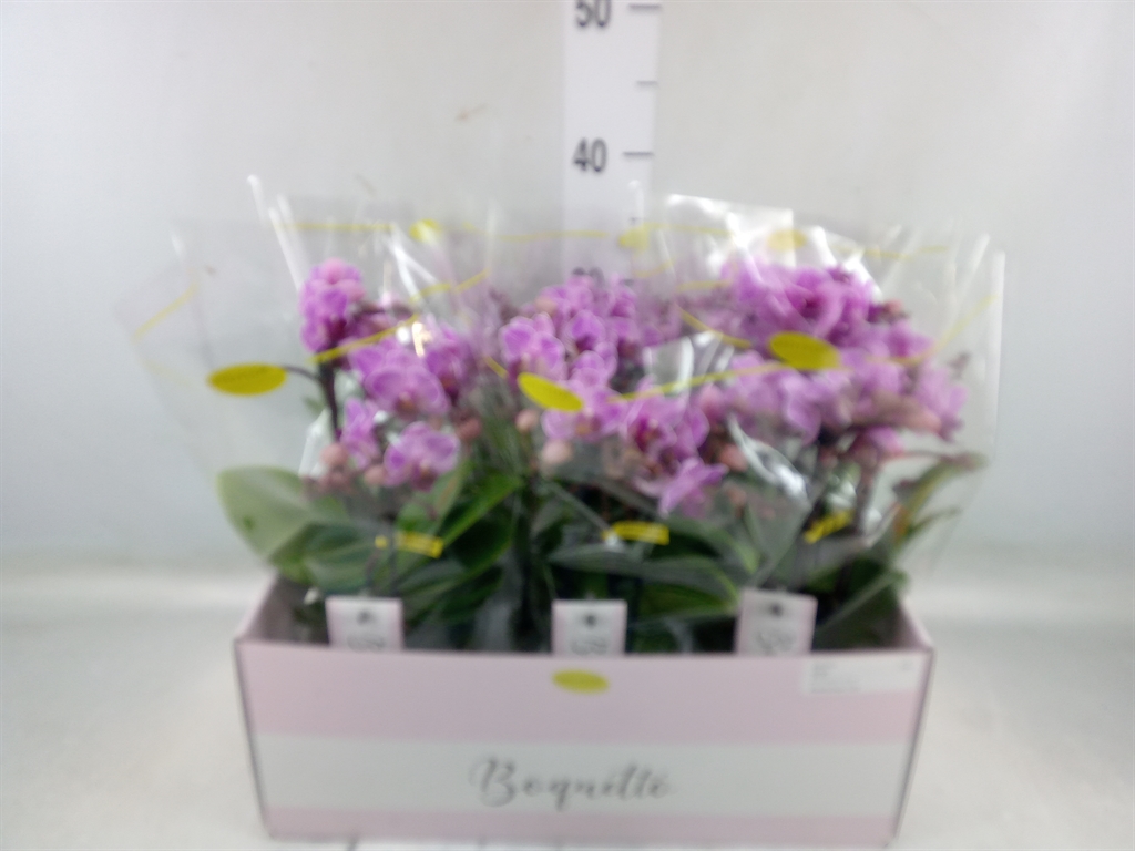 Горшечные цветы и растения оптом Phalaenopsis Multi.   ...lilac от 6шт из Голландии с доставкой по России