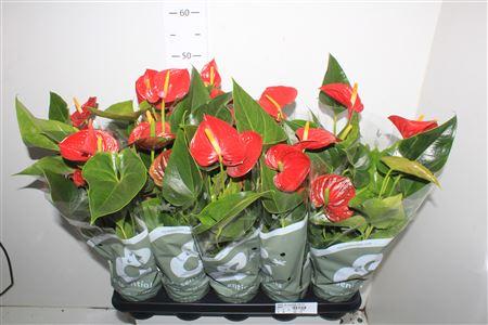 Горшечные цветы и растения оптом Anthu An Success Red 4+ от 10шт из Голландии с доставкой по России