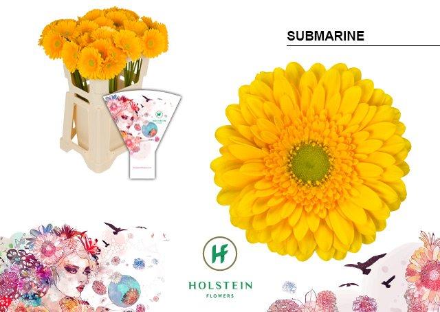 Срезанные цветы оптом Gerbera submarine от 40шт из Голландии с доставкой по России