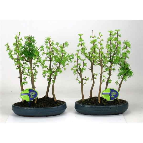 Горшечные цветы и растения оптом Bonsai Pseudolarix Amabilis, Group 5 Stem от 4шт из Голландии с доставкой по России