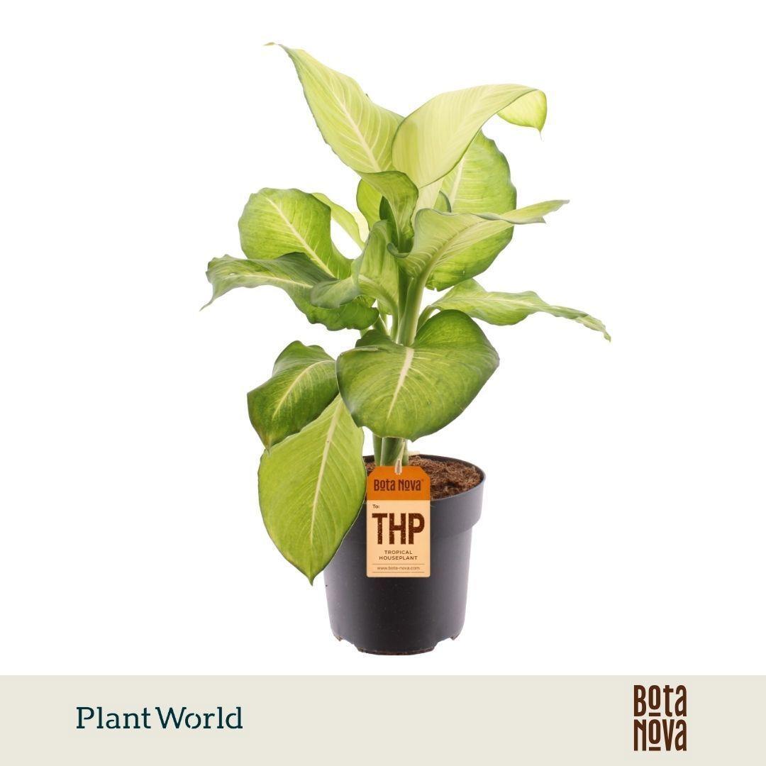 Горшечные цветы и растения оптом Dieffenbachia Tropic Marianne от 3шт из Голландии с доставкой по России
