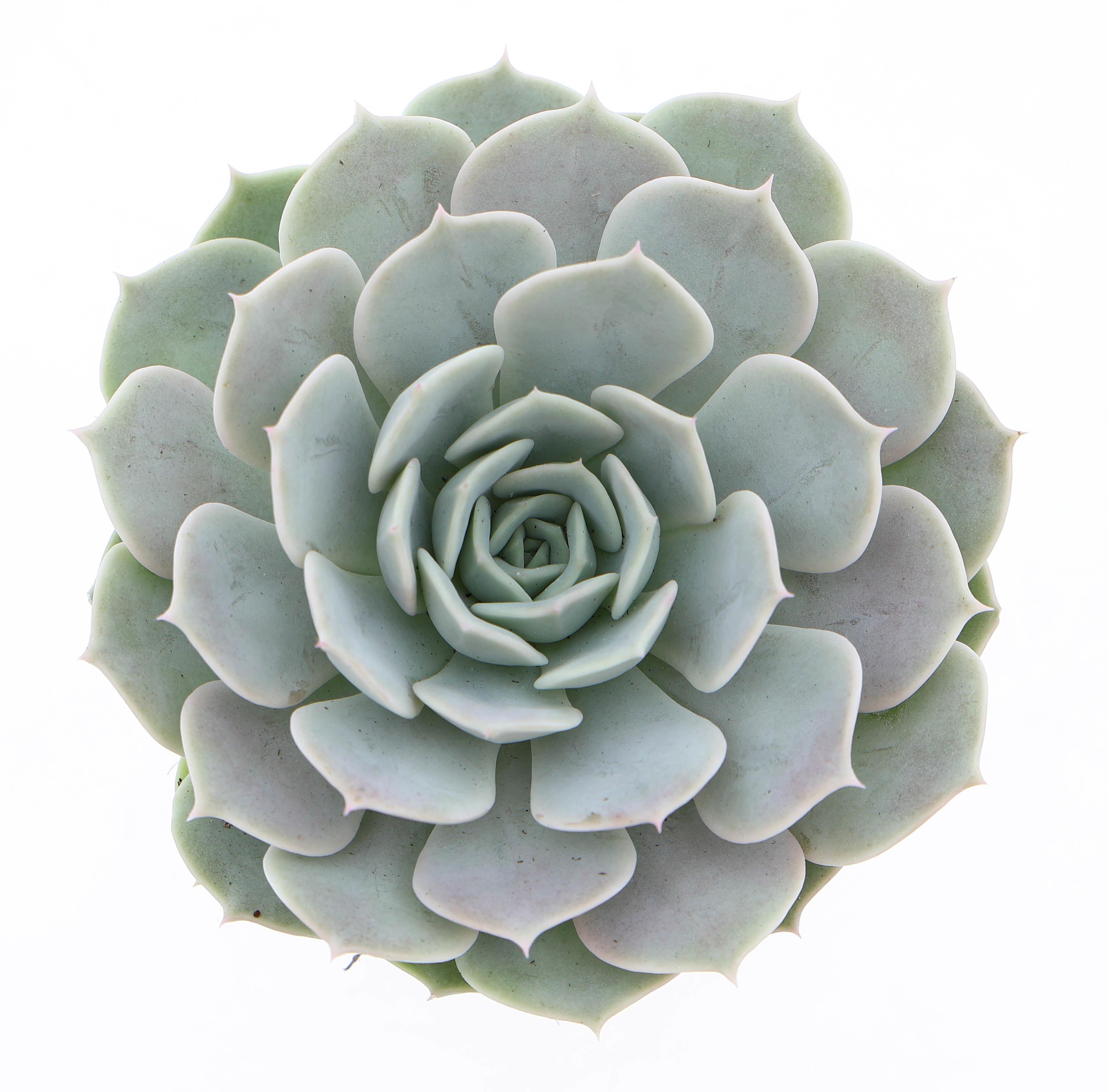 Горшечные цветы и растения оптом Echeveria Lola от 12шт (для телеги) из Голландии с доставкой по России