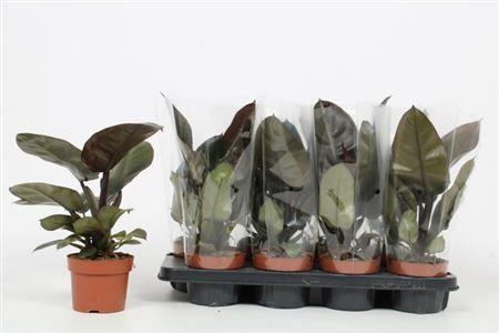 Горшечные цветы и растения оптом Phil Overig от 8шт из Голландии с доставкой по России