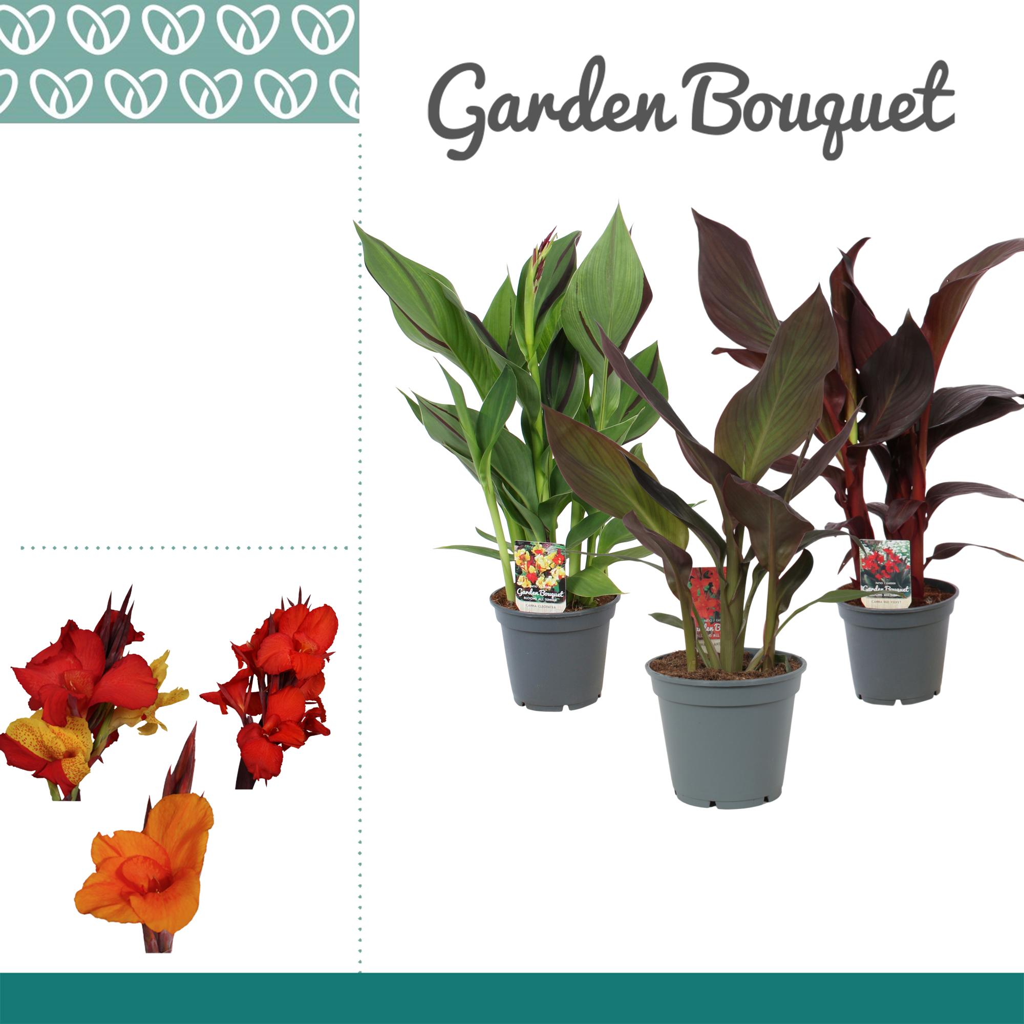 Горшечные цветы и растения оптом Canna Mix Without Flower от 6шт из Голландии с доставкой по России