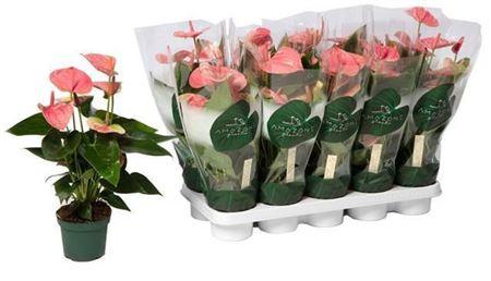 Горшечные цветы и растения оптом Anthu An Sweet Dream 6+ от 10шт из Голландии с доставкой по России