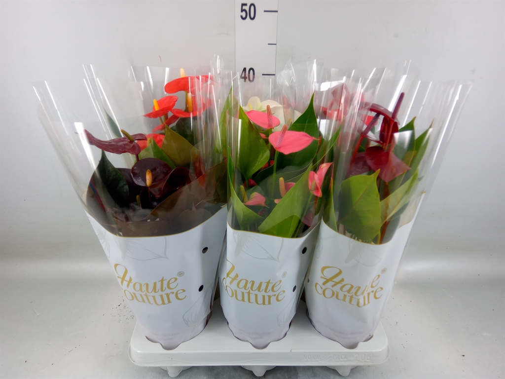 Горшечные цветы и растения оптом Anthurium Andr.   ...mix  3 от 6шт из Голландии с доставкой по России