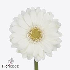 Срезанные цветы оптом Germini nano ponza от 120шт из Голландии с доставкой по России