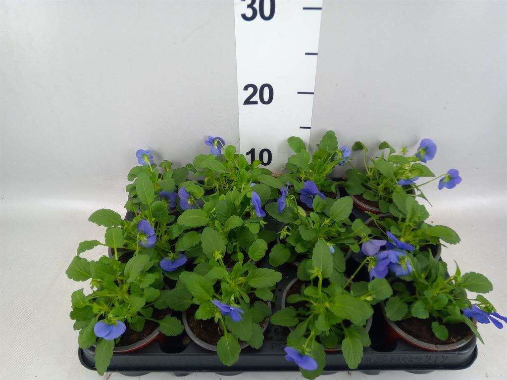 Горшечные цветы и растения оптом Viola Corn. evo Mini Violet Beaco от 12шт (для телеги) из Голландии с доставкой по России