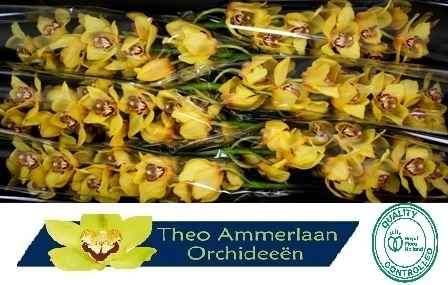 Срезанные цветы оптом Cymbidium yellow la vie stella от 6шт из Голландии с доставкой по России