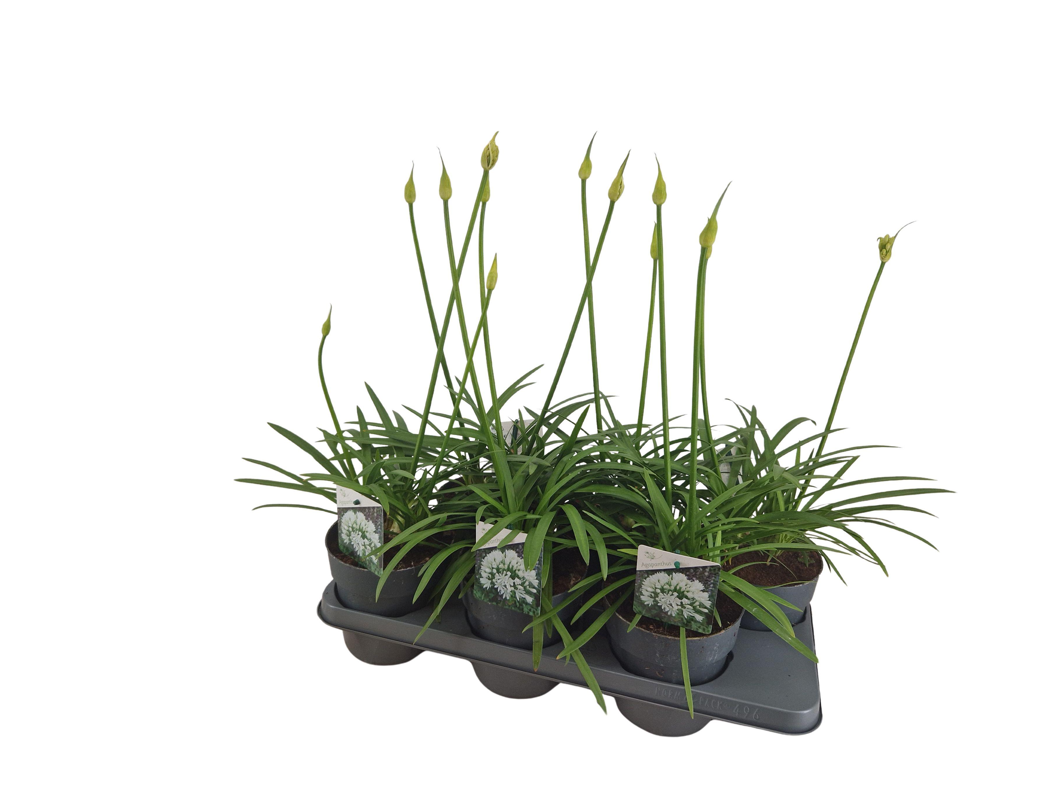 Горшечные цветы и растения оптом Agapanthus Wit. 15cm 2-5 Knoppen Boven Gewas от 6шт из Голландии с доставкой по России