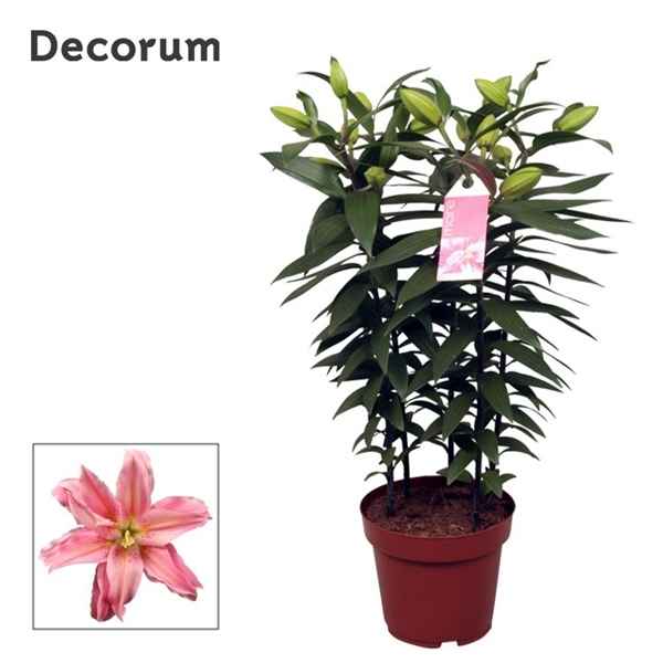 Горшечные цветы и растения оптом Lilium Or Roselily Sara 5pp (decorum) от 5шт из Голландии с доставкой по России