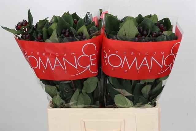 Срезанные цветы оптом Hypericum rocky romance от 100шт из Голландии с доставкой по России