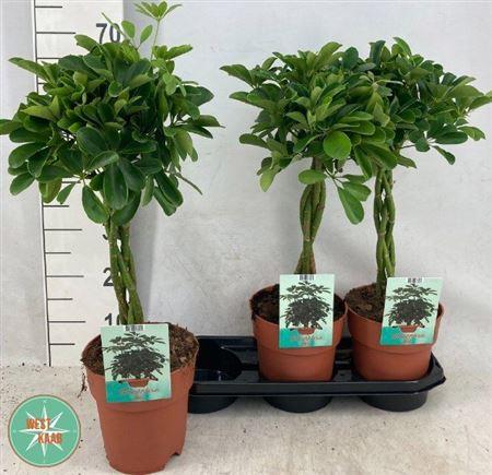 Горшечные цветы и растения оптом Schef Ar Compacta Twister Stam от 3шт из Голландии с доставкой по России