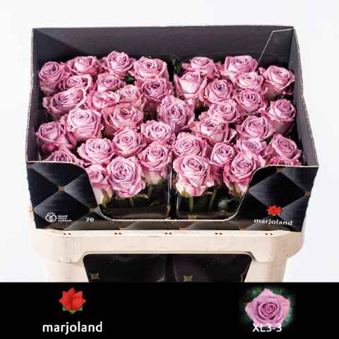 Срезанные цветы оптом Rosa la nayeli! от 40шт из Голландии с доставкой по России