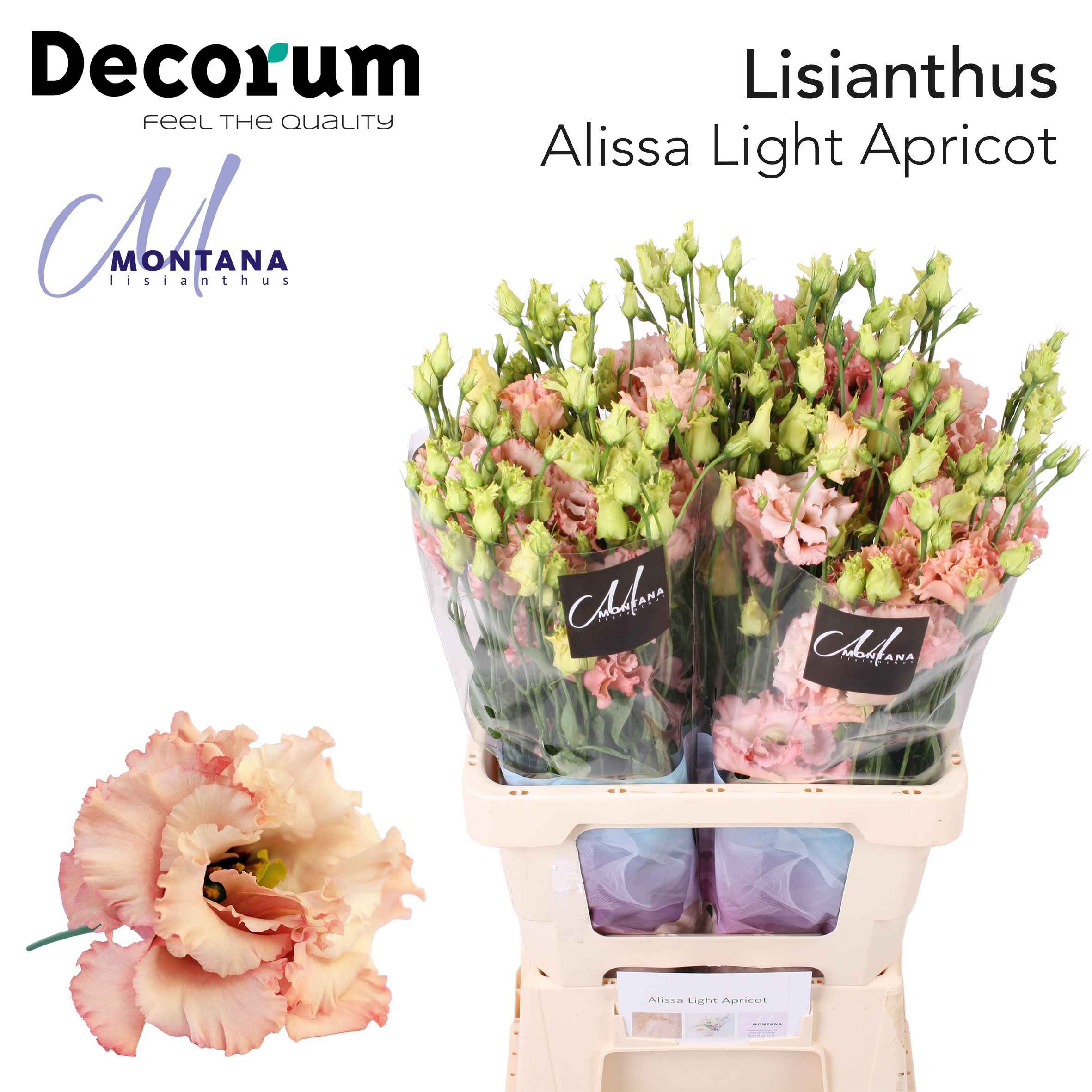 Срезанные цветы оптом Lisianthus do alissa light apricot от 20шт из Голландии с доставкой по России