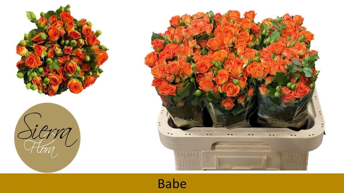 Срезанные цветы оптом Rosa spray babe от 50шт из Голландии с доставкой по России