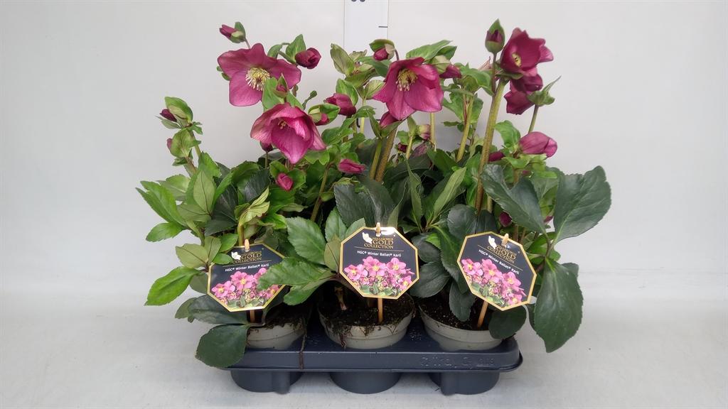 Горшечные цветы и растения оптом Helleborus winter Bal Karli от 6шт из Голландии с доставкой по России
