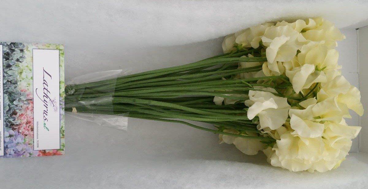 Срезанные цветы оптом Lathyrus od cream от 50шт. из Голландии с доставкой по России