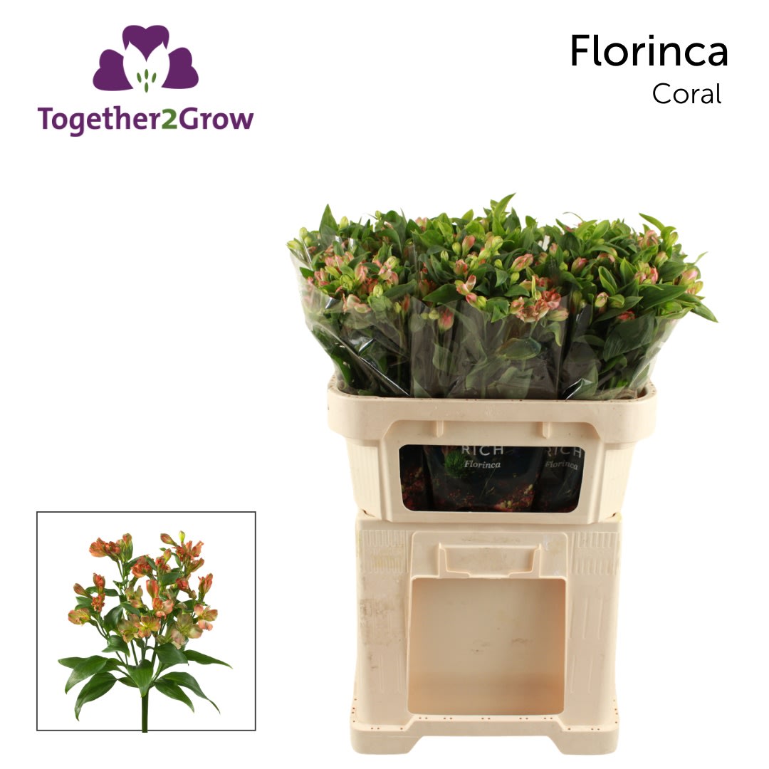 Срезанные цветы оптом Alstroemeria fl coral от 80шт из Голландии с доставкой по России