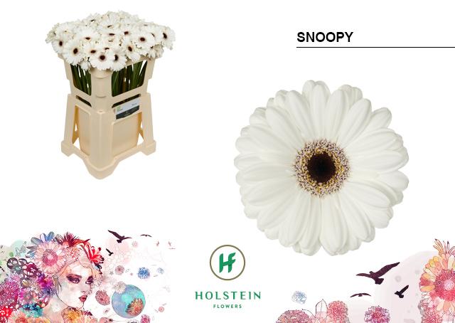 Срезанные цветы оптом Germini snoopy от 80шт из Голландии с доставкой по России