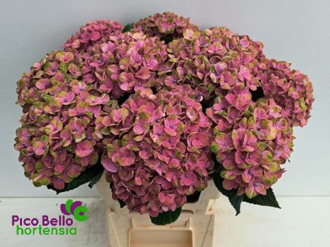 Срезанные цветы оптом Hydrangea mag coral от 10шт из Голландии с доставкой по России