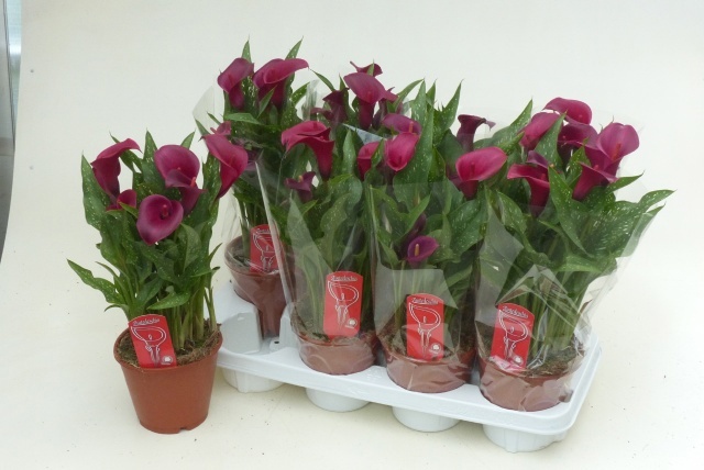 Горшечные цветы и растения оптом Zant Royal Valentine от 7шт из Голландии с доставкой по России