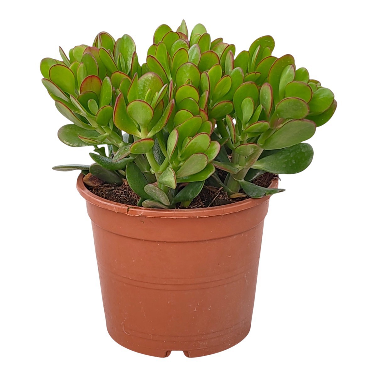 Горшечные цветы и растения оптом Crassula Portulacea от 1шт из Голландии с доставкой по России