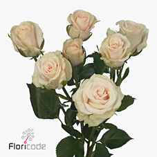 Срезанные цветы оптом Rosa sp royal porcelina от 40шт из Голландии с доставкой по России