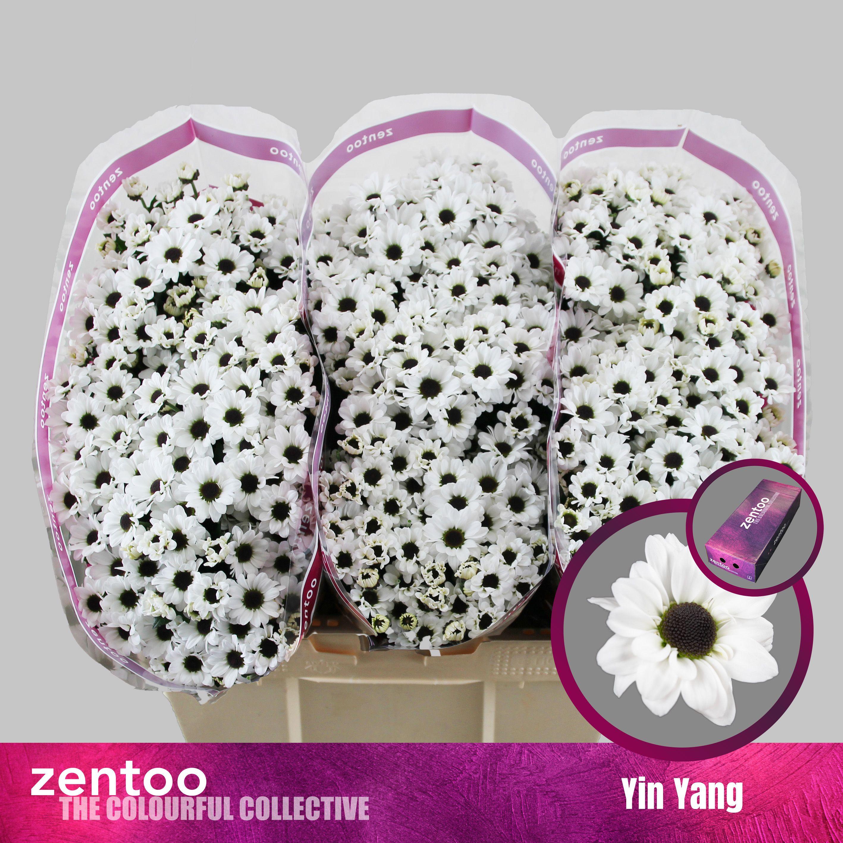 Срезанные цветы оптом Chrys sa yin yang от 225шт из Голландии с доставкой по России