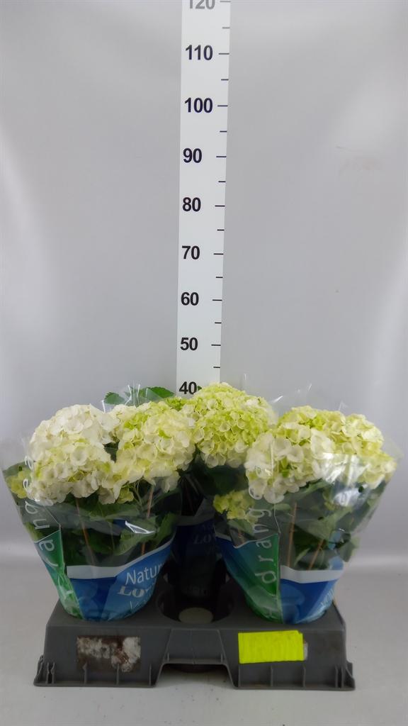 Горшечные цветы и растения оптом Hydrangea Mac. wudu от 3шт из Голландии с доставкой по России