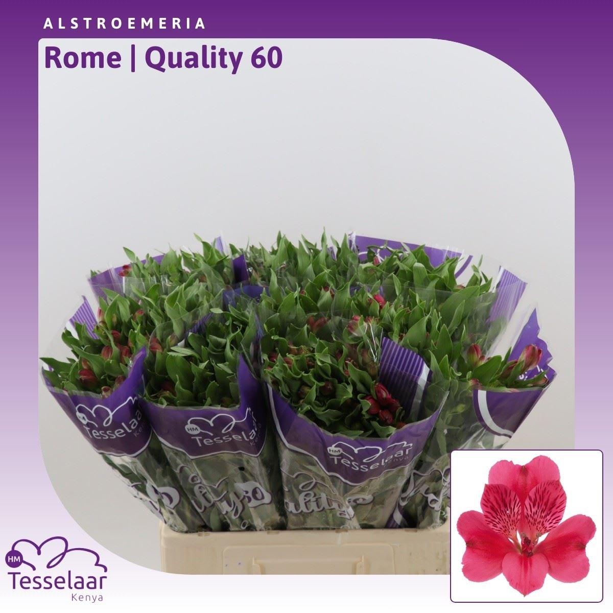 Срезанные цветы оптом Alstroemeria rome от 80шт из Голландии с доставкой по России