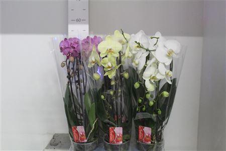 Горшечные цветы и растения оптом Phal El Cascade 2 Branches 18+40% Vertakt от 6шт из Голландии с доставкой по России