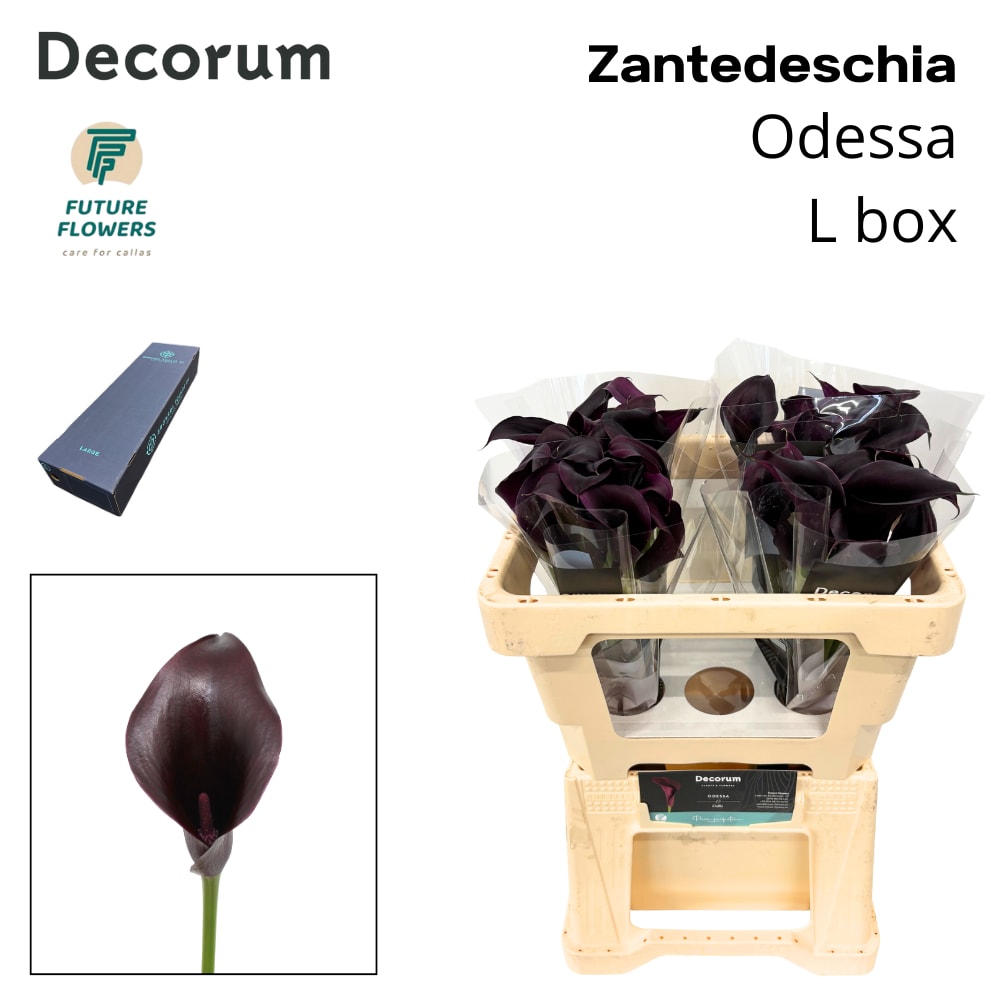 Срезанные цветы оптом Zantedeschia odessa от 160шт из Голландии с доставкой по России