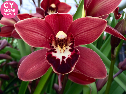 Срезанные цветы оптом Minicymbidium valerie от 6шт. из Голландии с доставкой по России