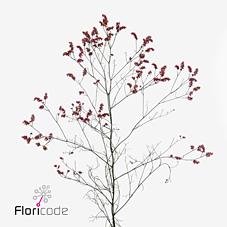 Срезанные цветы оптом Limonium scarlett diamond от 100шт.. из Голландии с доставкой по России