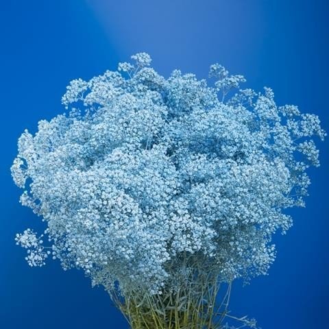 Срезанные цветы оптом Gyps fine paint blue light от 100шт из Голландии с доставкой по России