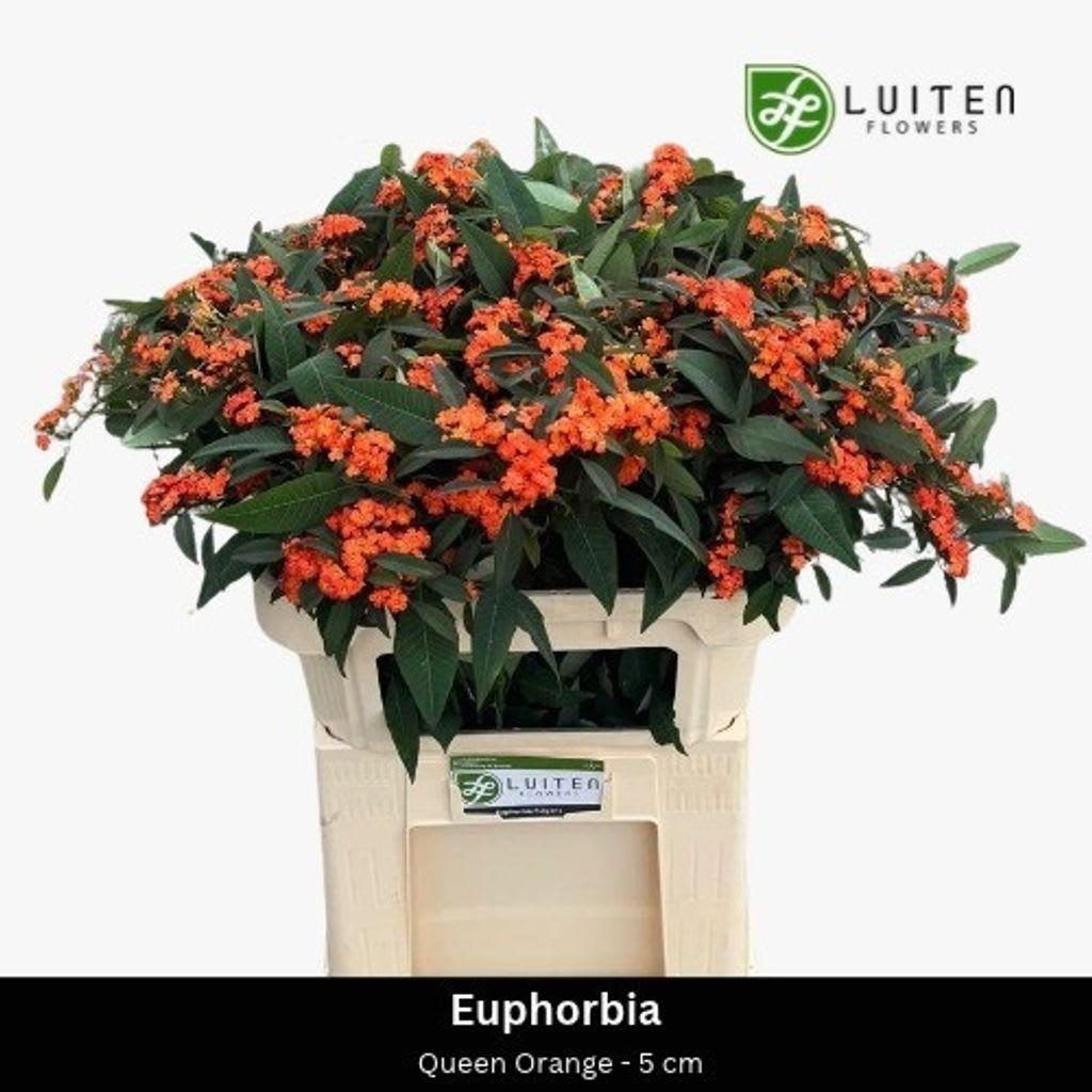 Срезанные цветы оптом Euphorbia sp queen orange от 80шт из Голландии с доставкой по России