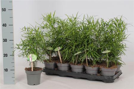 Горшечные цветы и растения оптом Asparagus Falcatus от 10шт из Голландии с доставкой по России