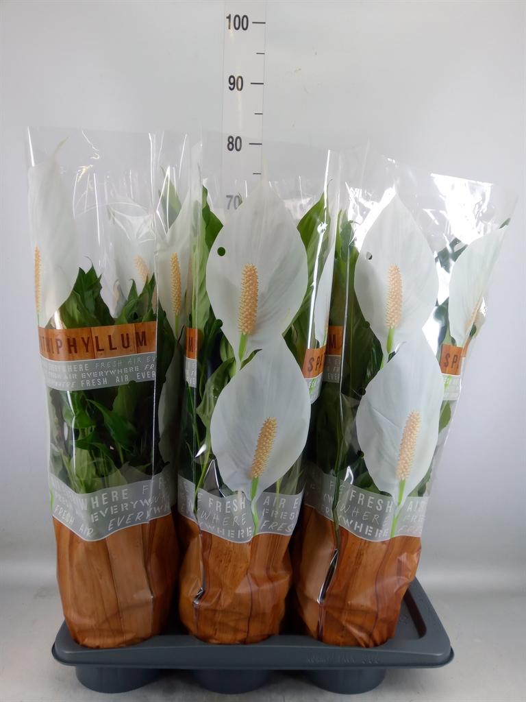 Горшечные цветы и растения оптом Spath Sweet Chico 6+ от 6шт из Голландии с доставкой по России