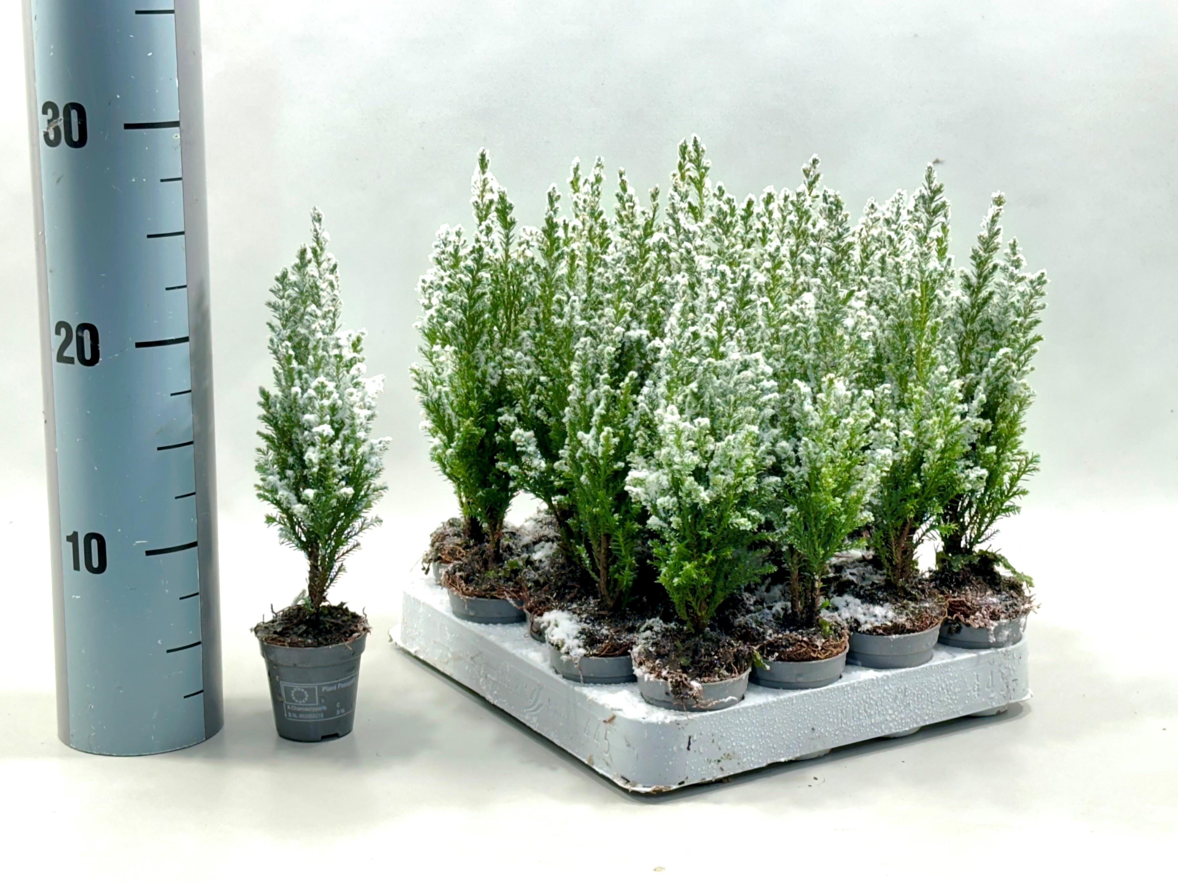 Горшечные цветы и растения оптом Chamaecyparis Law. Ellwoodii Sneeuw от 20шт (для телеги) из Голландии с доставкой по России Горшечные цветы и растения оптом Chamaecyparis Law. Ellwoodii Sneeuw от 20шт (для телеги) из Голландии с доставкой по России