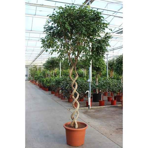 Горшечные цветы и растения оптом Ficus Be Exotica Double Spiral от 1шт из Голландии с доставкой по России