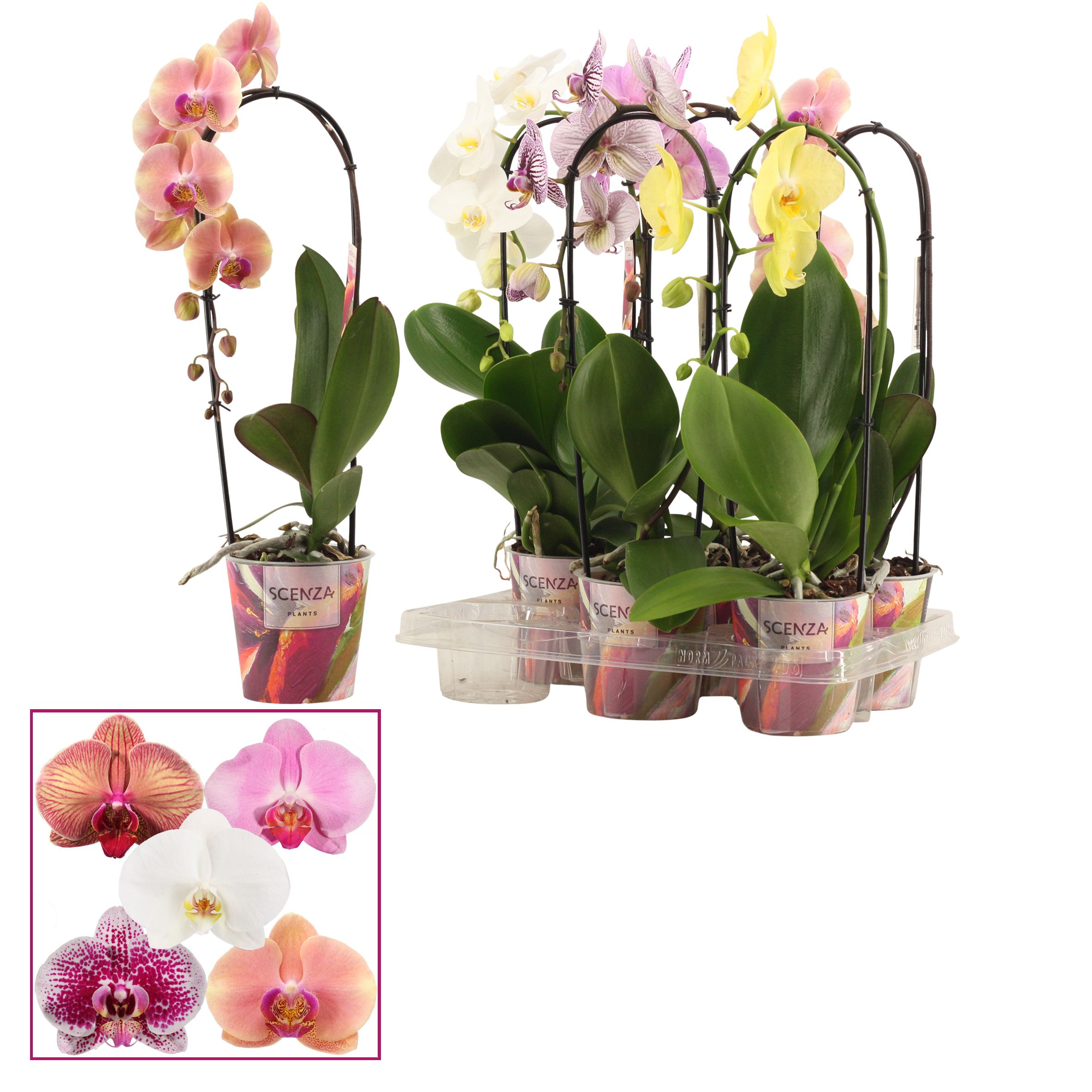 Горшечные цветы и растения оптом Phal Cascade 1st Shortie Mix (scenza) от 6шт из Голландии с доставкой по России