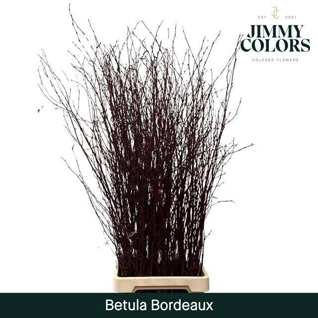 Срезанные цветы оптом Betula paint bordeaux от 10шт. из Голландии с доставкой по России
